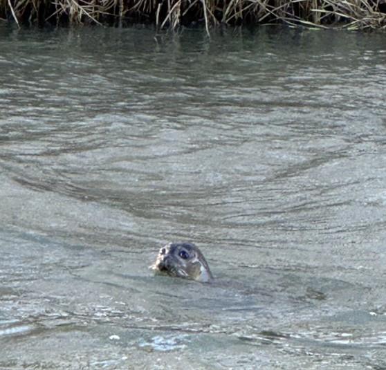 Common Seal (Phoca vitulina) Samuel J. Wallace, 15/01/24. 
