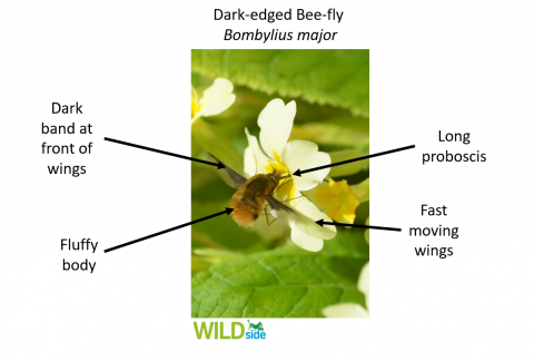 Dark-edged bee-fly diagram