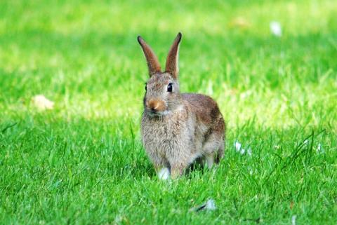 European rabbit by Amy Lewis
