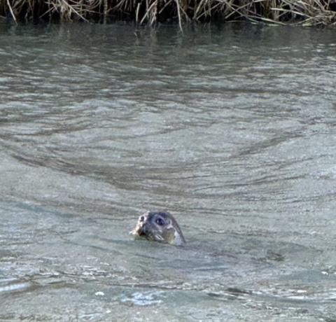 Common Seal (Phoca vitulina) Samuel J. Wallace, 15/01/24.