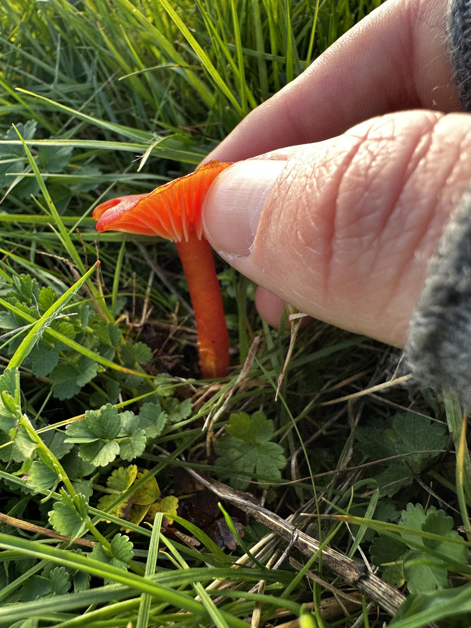 Scarlet Waxcap Hygrocybe coccinea – image courtesy of Richard Coppins