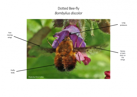 Dotted bee-fly diagram