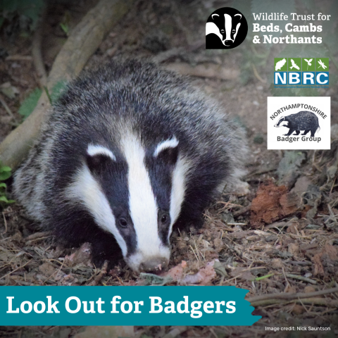 Badger image with NBRC, Wildlife Trust BCN and Badger Group logos