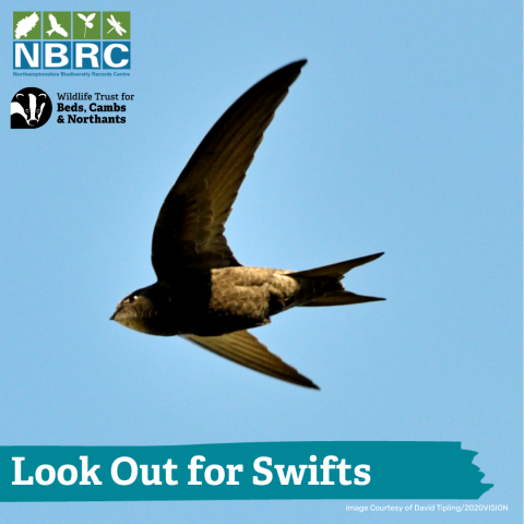 Image of swift with logos