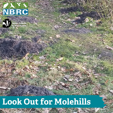 Molehill image with logos
