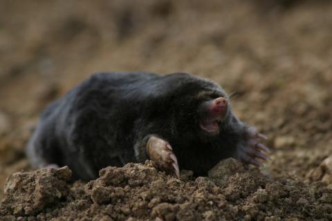 Image of mole by Steve Bottom