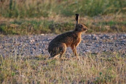 Brown hare by David Holliday
